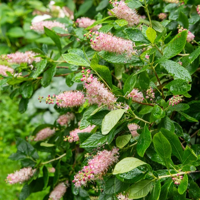 Clethra Flèche rose