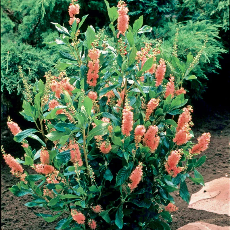 Clethra Flèche rose