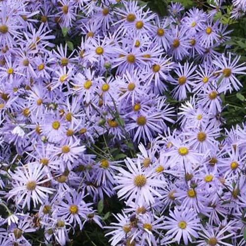 Aster de Frikart Mönch