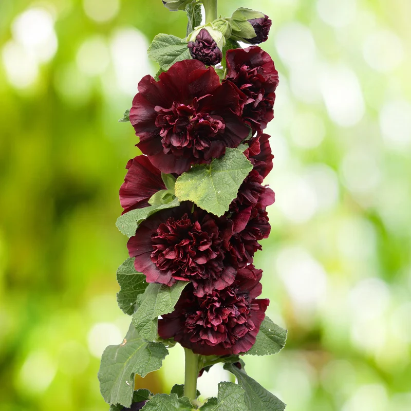 Rose trémière Chater's Double Purple