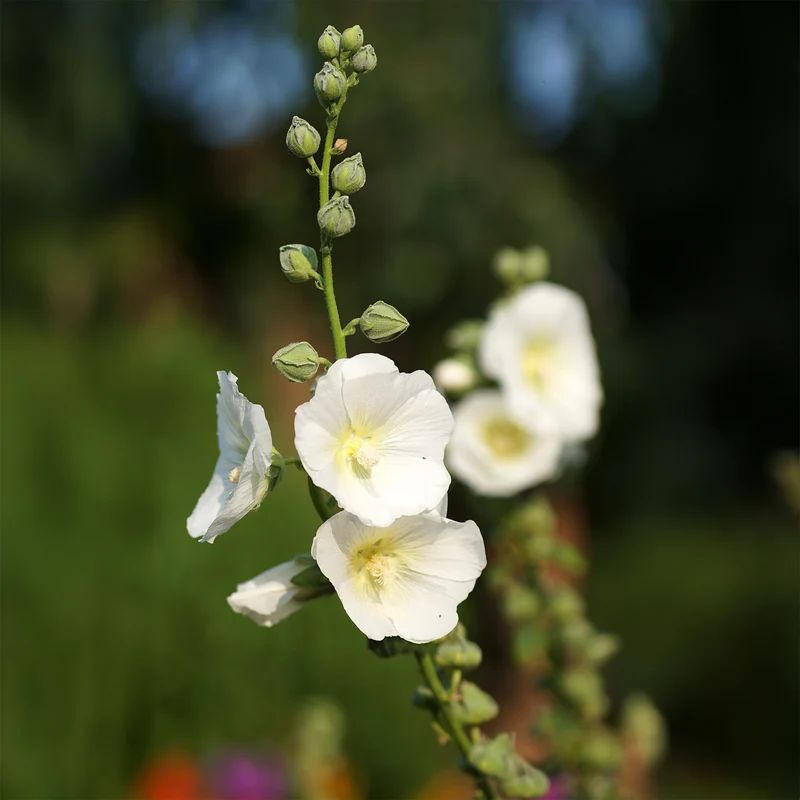 Rose trémière Polarstar
