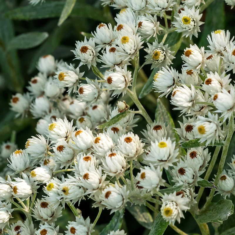 Immortelle de l'Himalaya Sommerschnee