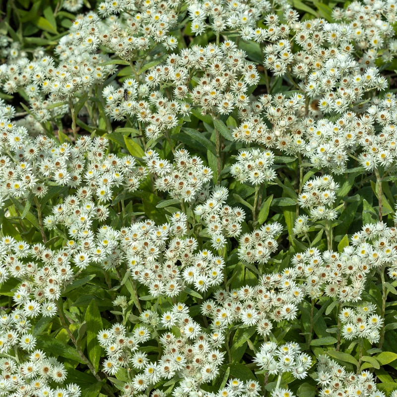 Immortelle de l'Himalaya Sommerschnee