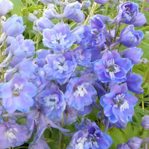 Delphinium géants Cameliard