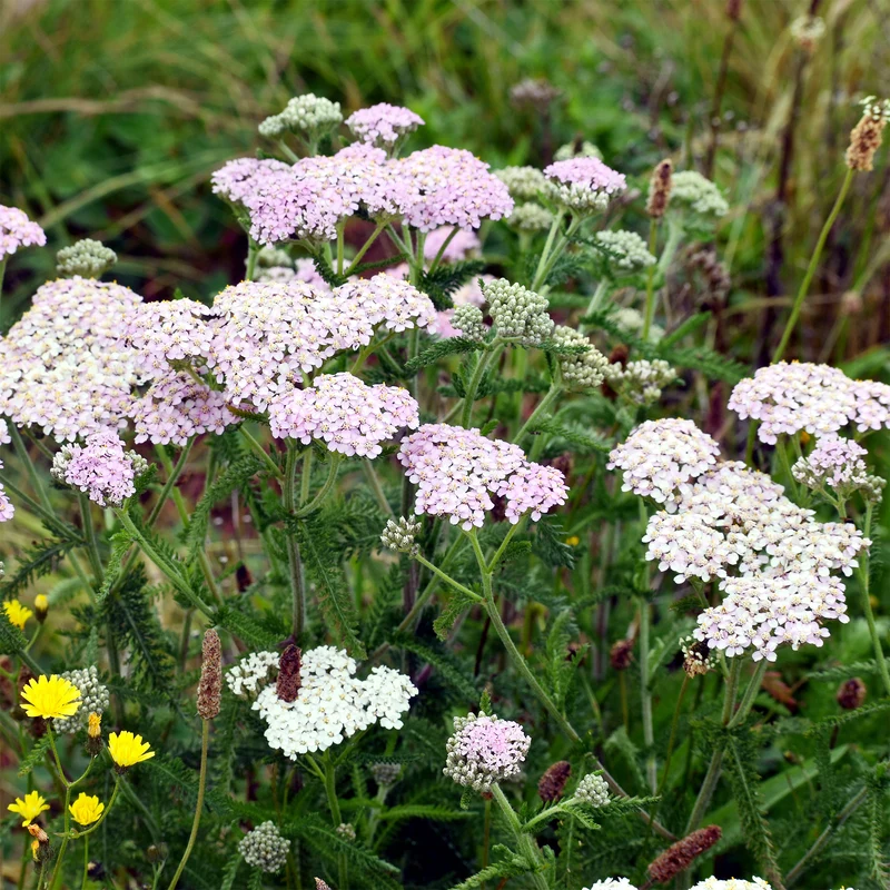 Achillée millefeuille Lilac Beauty