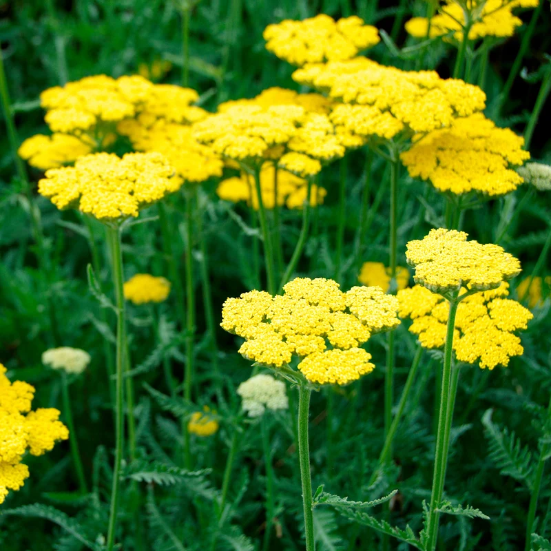 Achillée Coronation Gold