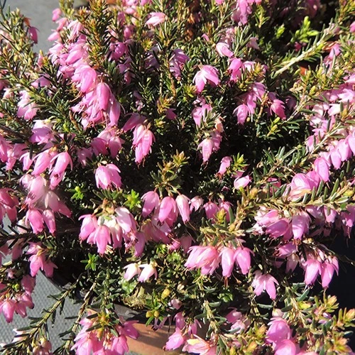 Bruyère d'hiver Springwood Pink