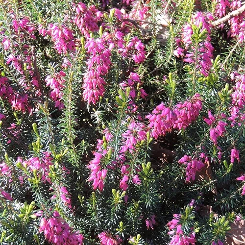 Bruyère d'hiver Springwood Pink