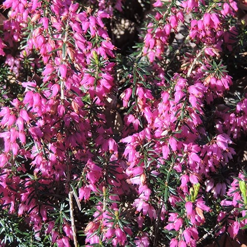 Bruyère d'hiver Springwood Pink