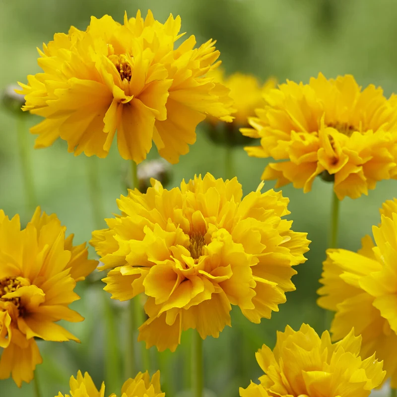 Coreopsis à grandes fleurs Early Sunrise