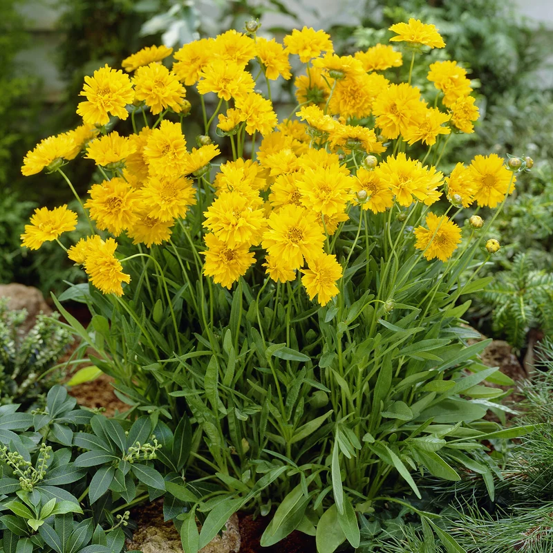 Coreopsis à grandes fleurs Early Sunrise