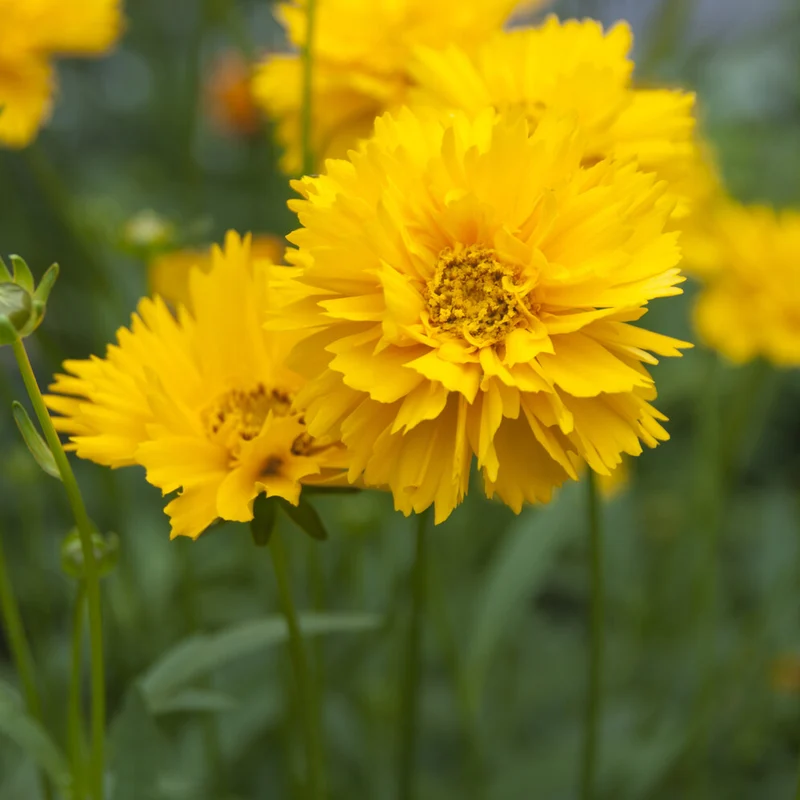 Coreopsis à grandes fleurs Early Sunrise