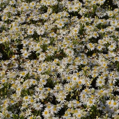 Aster nain d'automne Starshine