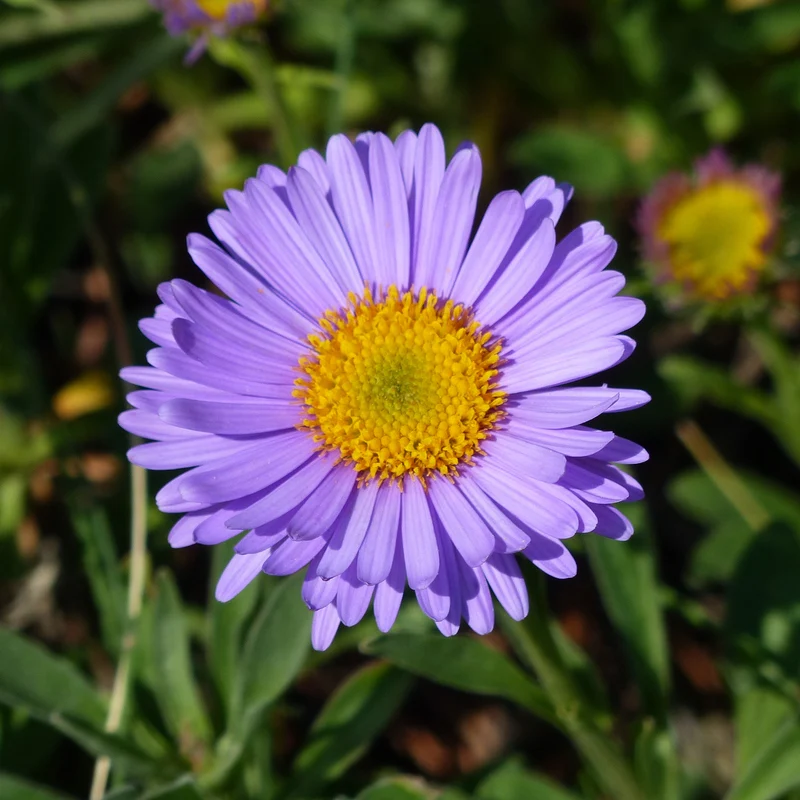 Aster des Alpes Dunkle Schöne