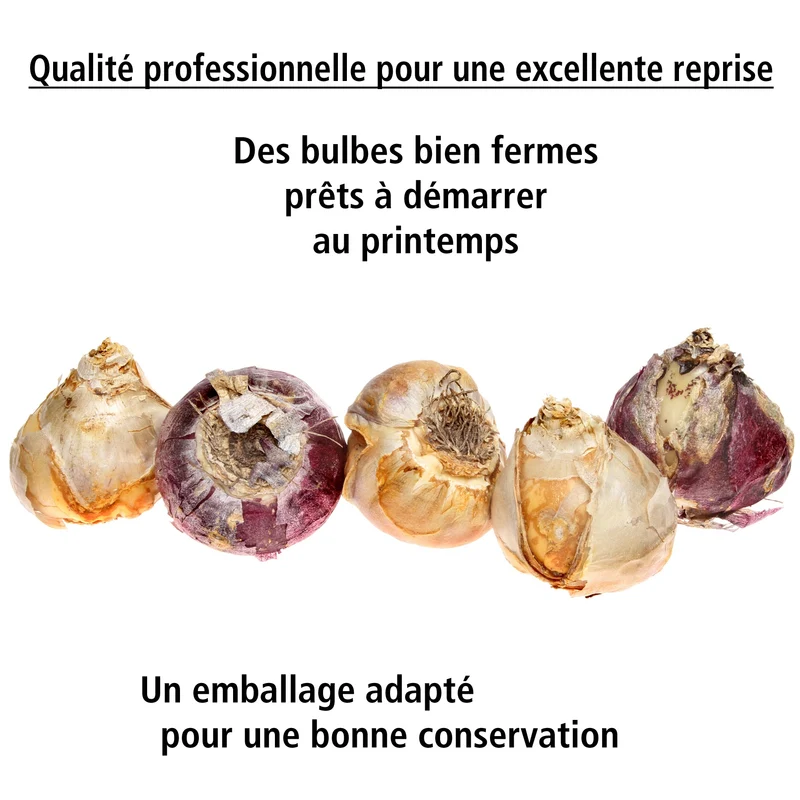 3 Jacinthes bleues