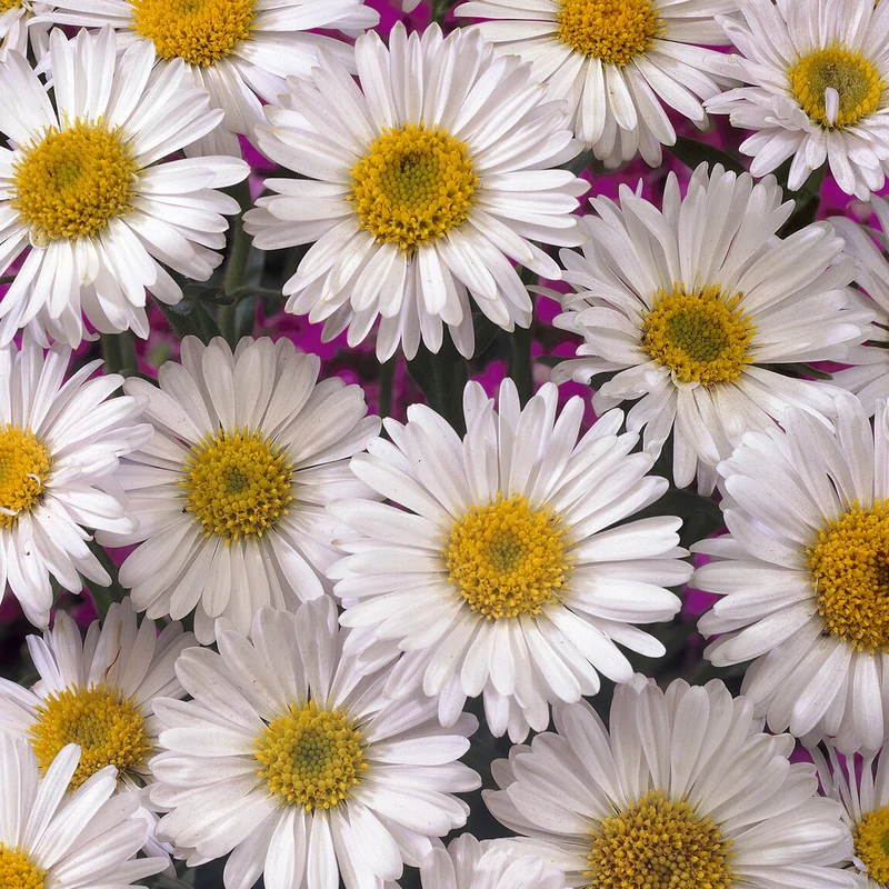 Aster des Alpes Albus