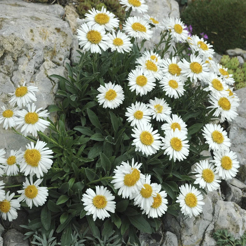 Aster des Alpes Albus
