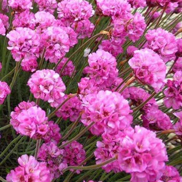 Gazon d'Espagne Rubrifolia