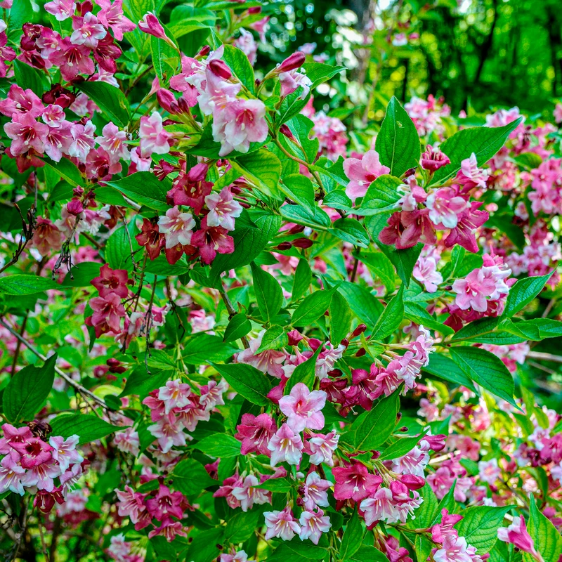 Weigelia Pink Princess