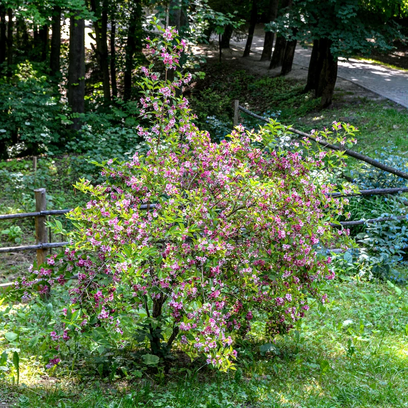 Weigelia Pink Princess