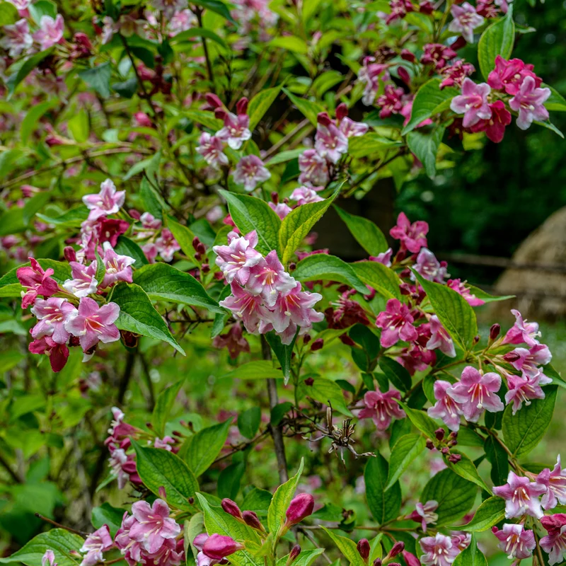 Weigelia Pink Princess