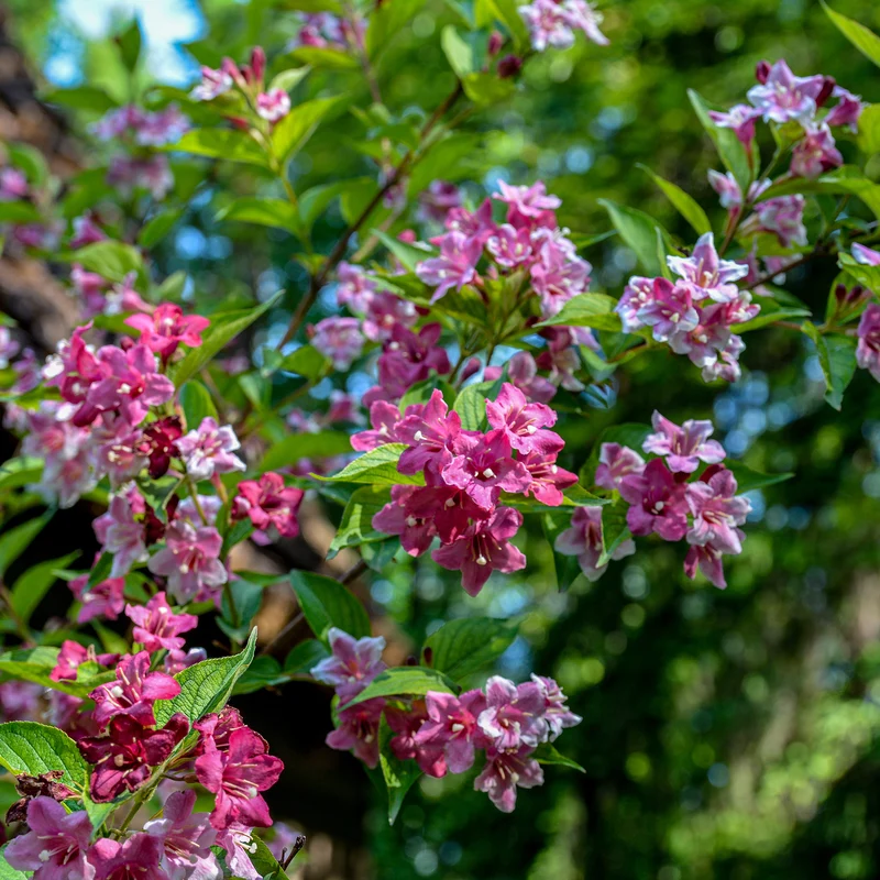 Weigelia Pink Princess