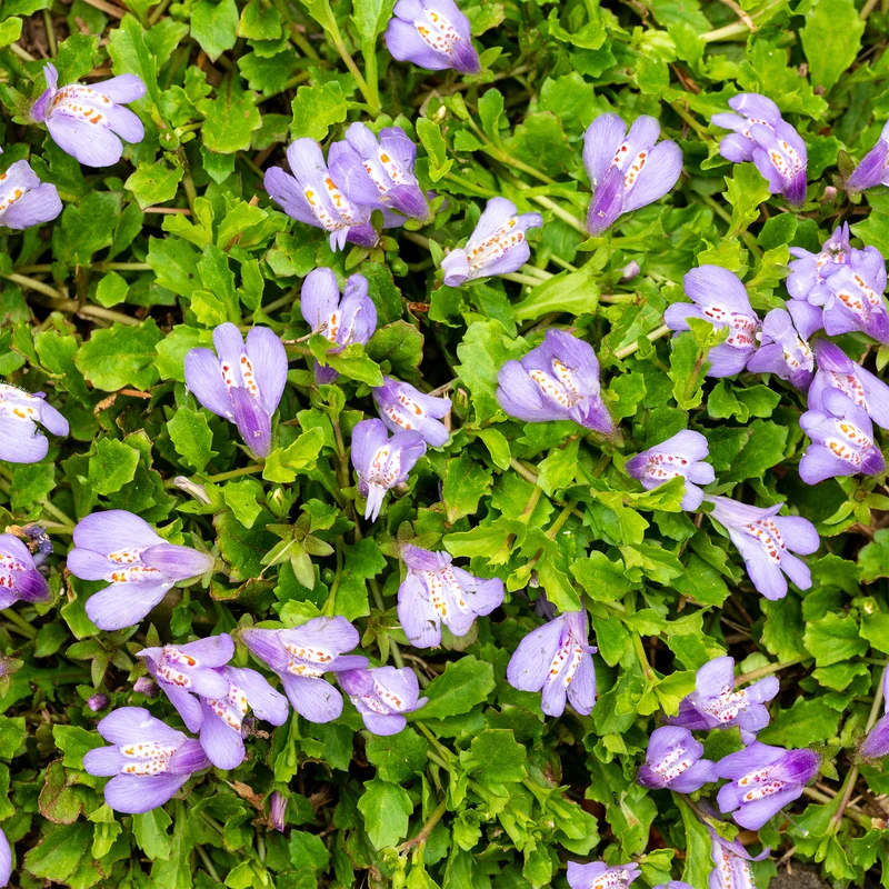 Mazus rampant