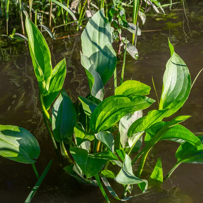 Plantain d'eau