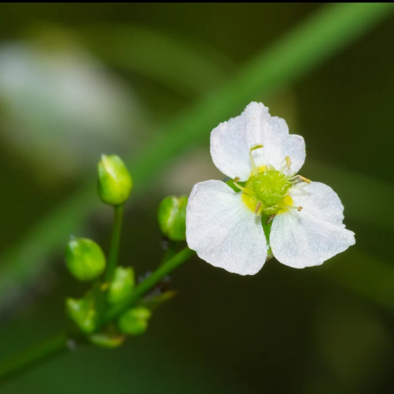 Plantain d'eau