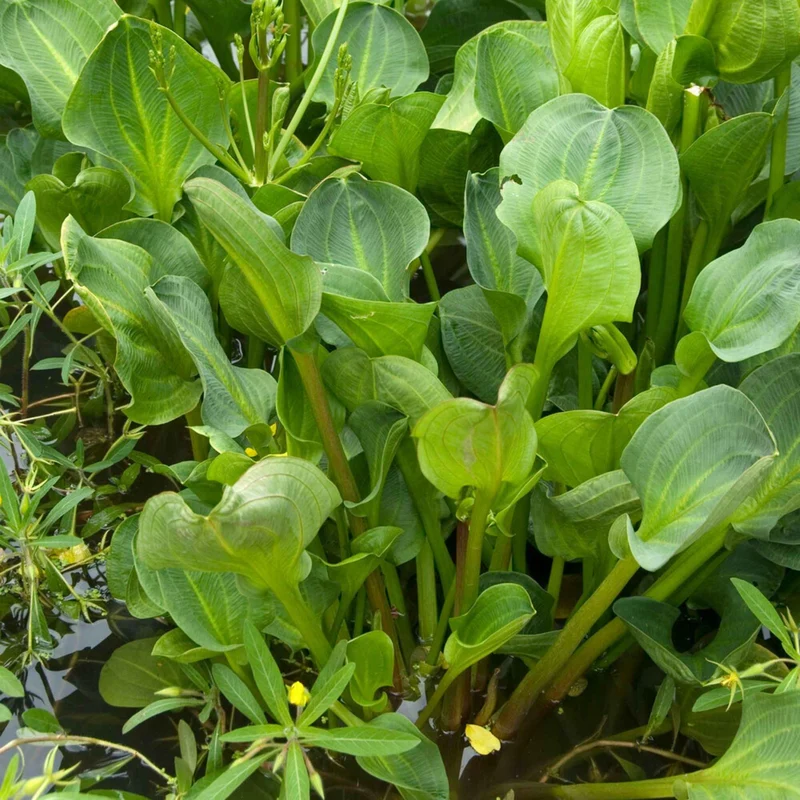 Plantain d'eau