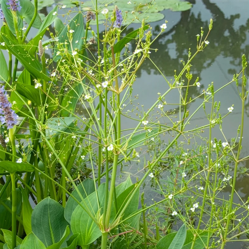 Plantain d'eau