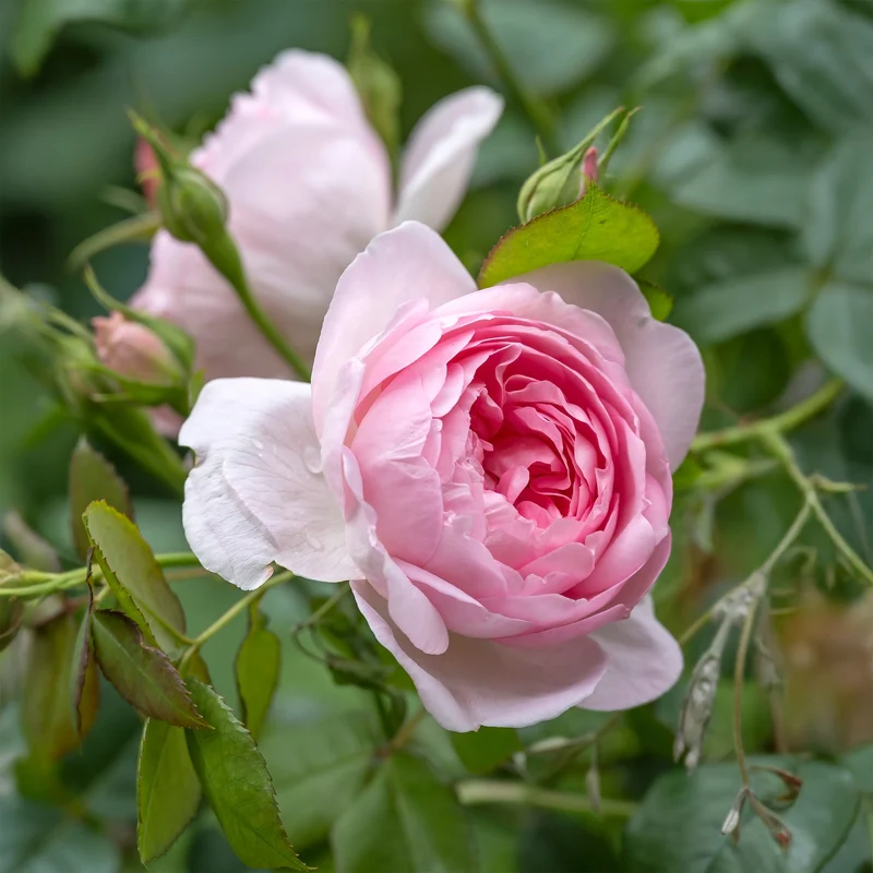 Rosier anglais Her's Ausgreen ®