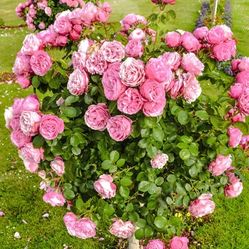Rosier anglais Her's Ausgreen ®