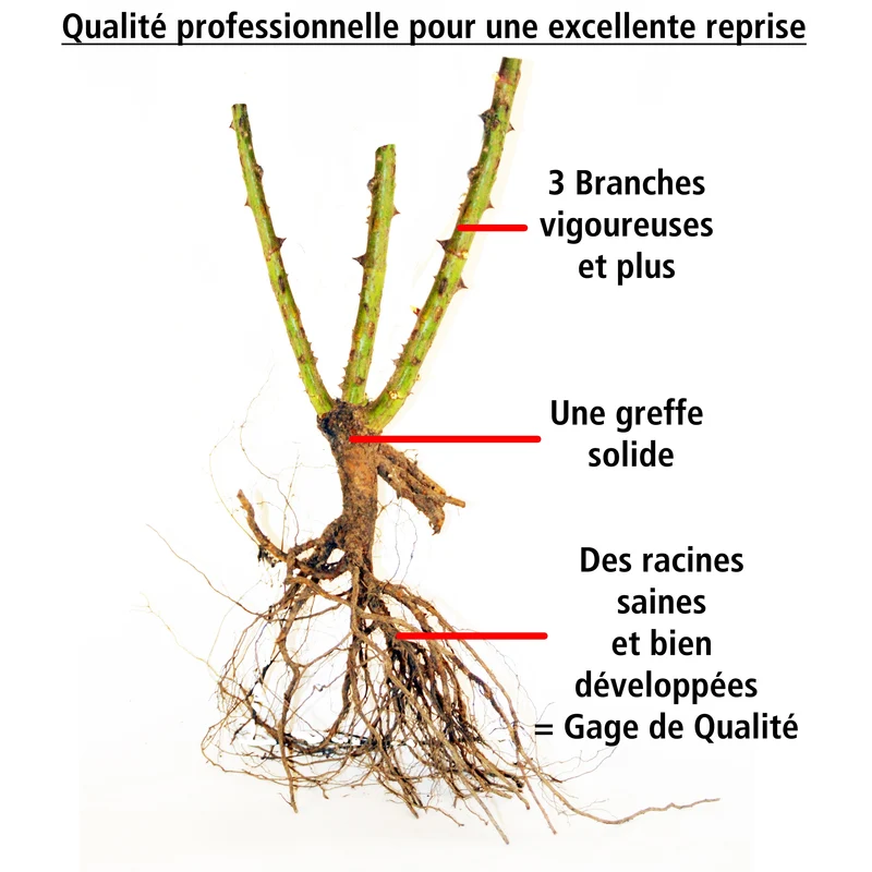 Rosier anglais Fish Ausgreen ®