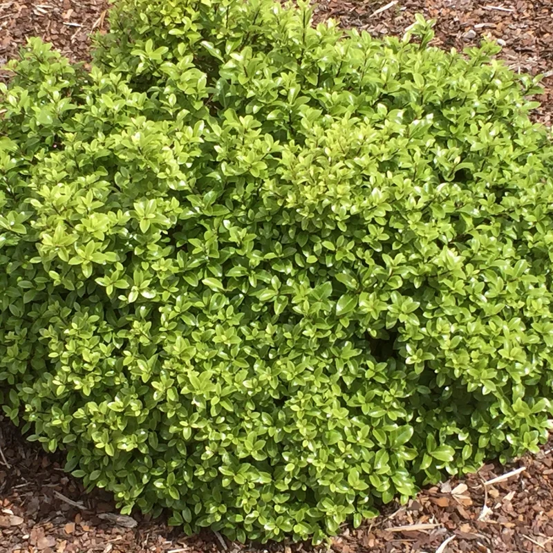 Pittosporum Golf Ball
