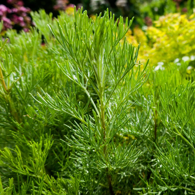 Armoise citronelle Aurone