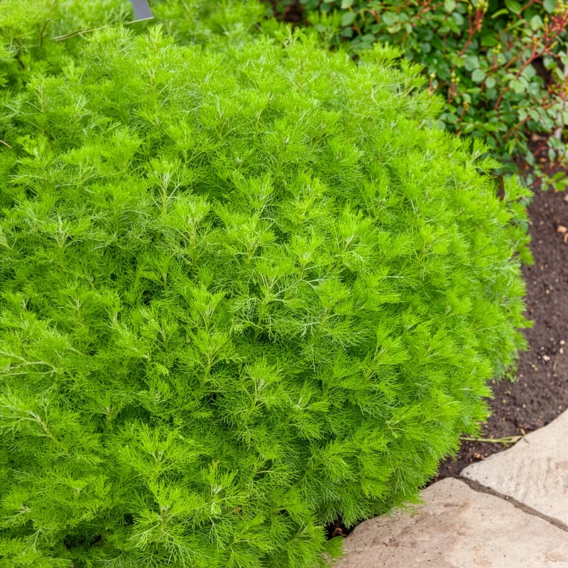 Armoise citronelle Aurone