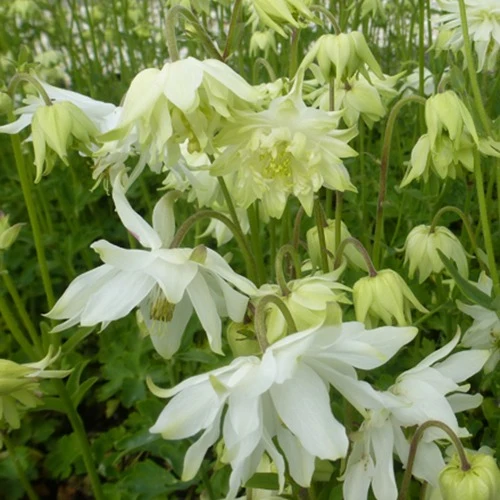 Ancolie des jardins White Barlow