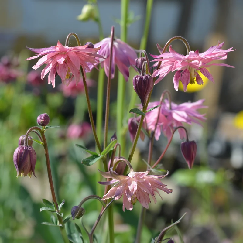 Ancolie des jardins Barlow Rose