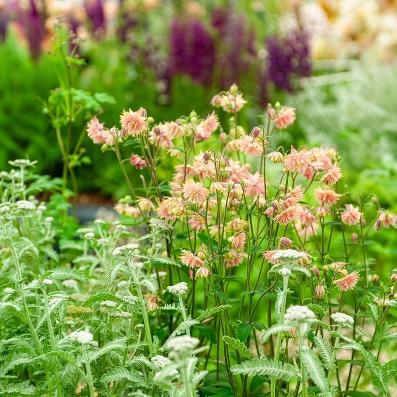 Ancolie des jardins Barlow Rose