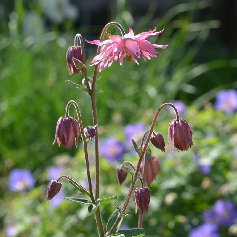 Ancolie des jardins Barlow Rose