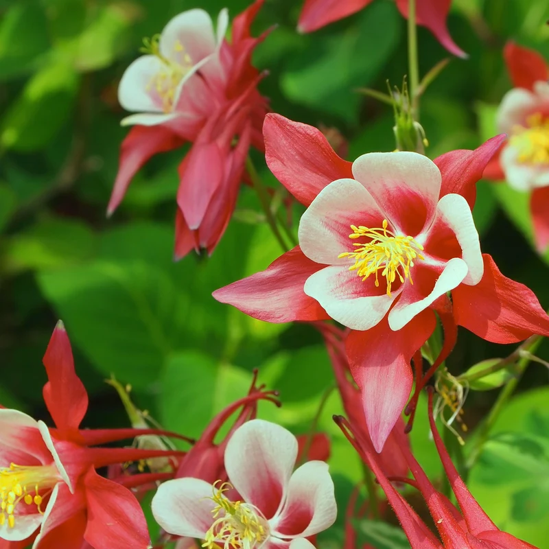 Ancolie Crimson Star