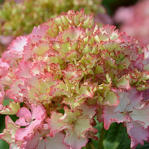 Hortensia So Long® Sunny