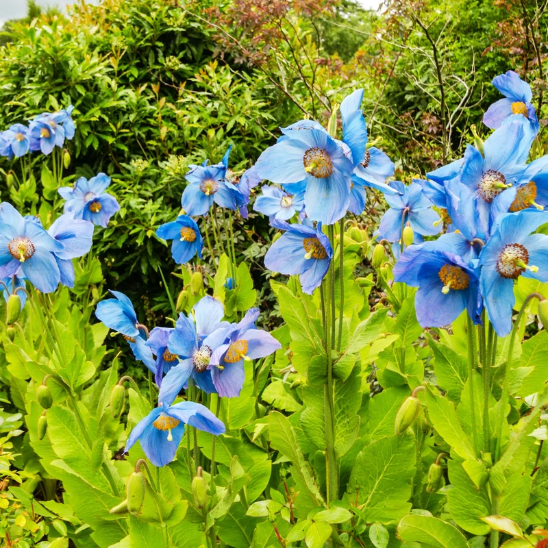 2 Pavots bleus de l'Himalaya