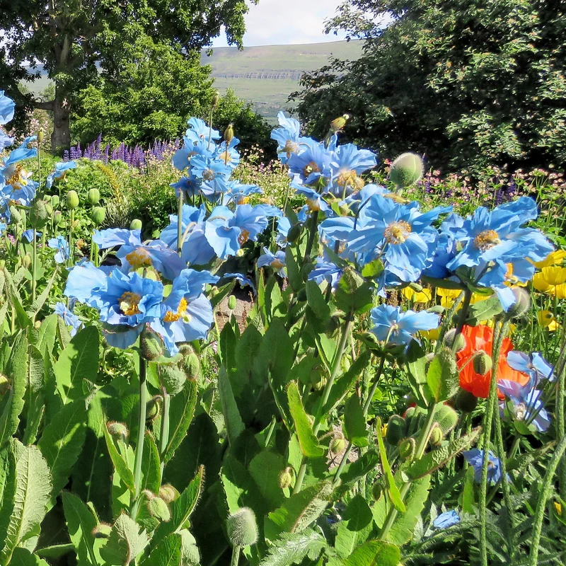 2 Pavots bleus de l'Himalaya