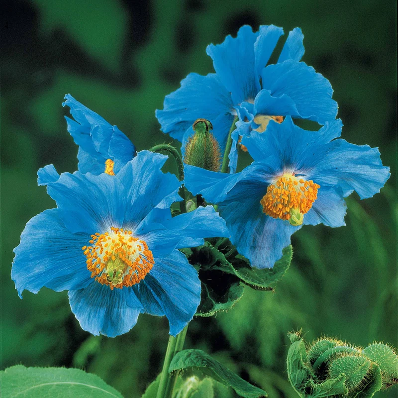 2 Pavots bleus de l'Himalaya
