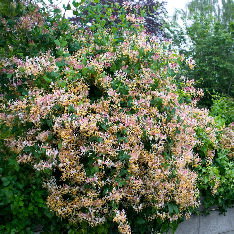 Chèvrefeuille des bois Serotina