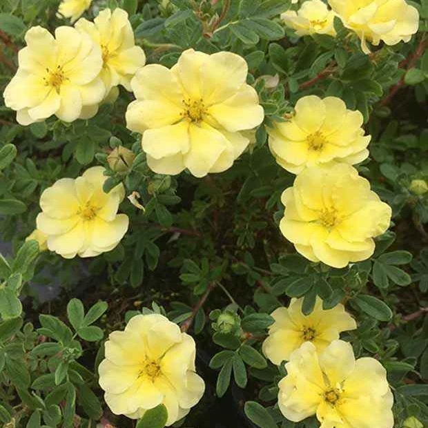 Potentille arbustive Lemon Meringue