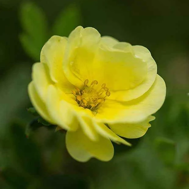 Potentille arbustive Lemon Meringue