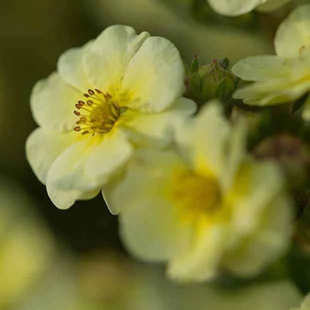 Potentille arbustive Lemon Meringue